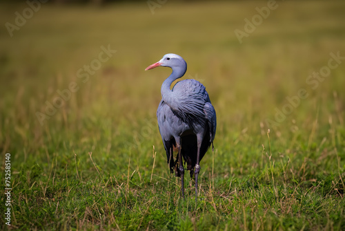The blue crane (Grus paradisea) photo