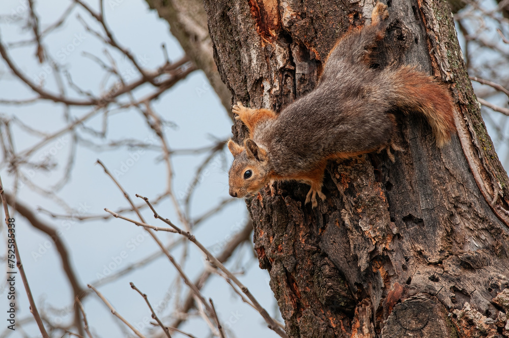 Squirrel climbing up the trunk of a tree.