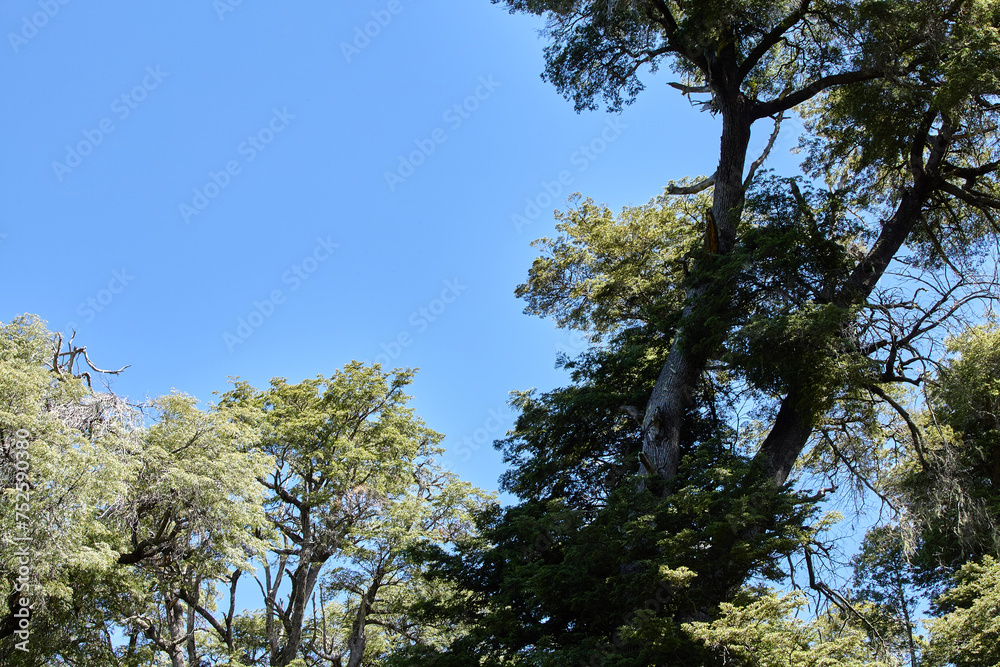 tree trunk stretches with a green crown into the blue sky, San Carlos de Bariloche, Argentina, South America. tree trunk stretches with a green crown into the blue sky, San Carlos de Bariloche, Argentina, South America.