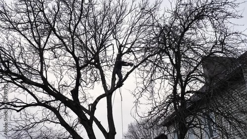 A person, man, arborist is chopping and cutting a tree in front of a house under the cloudy winter sky, altering the natural landscap photo