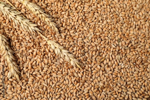Ears of wheat on grains, top view