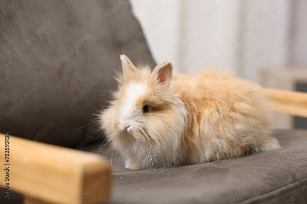 Cute fluffy pet rabbit on armchair indoors
