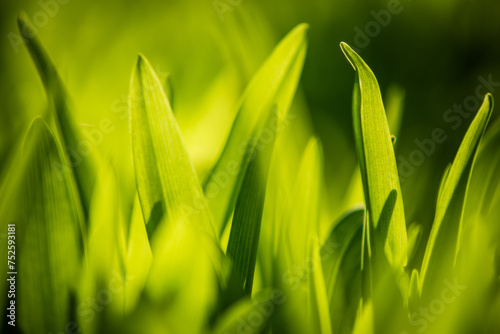 Zielone liście w ciepłym wiosennym słońcu © photogam