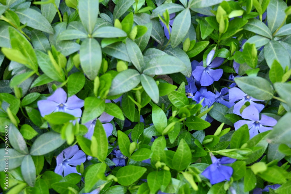 green periwinkle leaf texture as background, blue periwinkle flowers on green background green periwinkle leaf texture as background, blue periwinkle flowers on green background