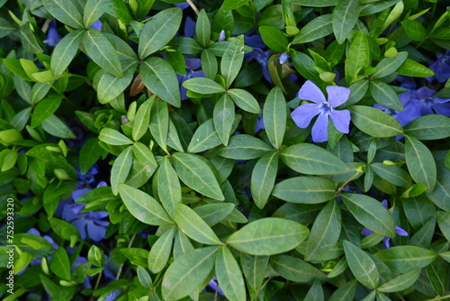 green periwinkle leaf texture as background, blue periwinkle flowers on green background