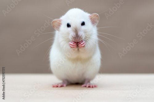Cute rat