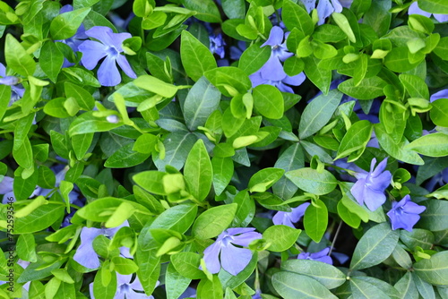 green periwinkle leaf texture as background, blue periwinkle flowers on green background