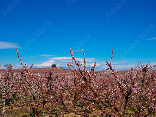 Flowering peach trees in Aitona, Catalonia, Spain. photo