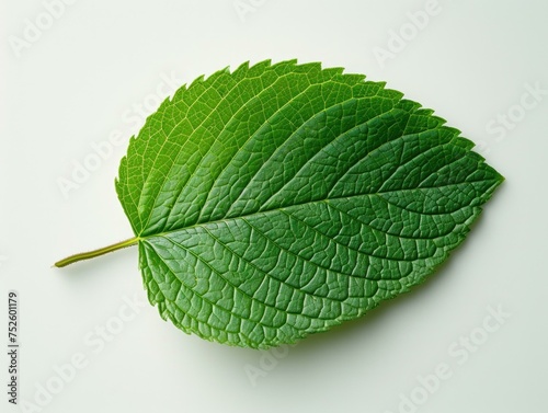 A green leaf on a white surface. Generative AI.