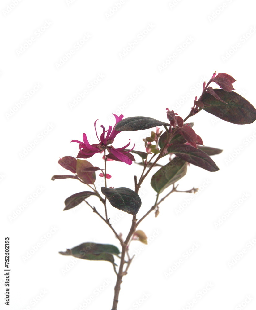 Obraz premium Blossom of Loropetalum chinense rubrum, branch with flower with pink - purple, magenta petals, on white background