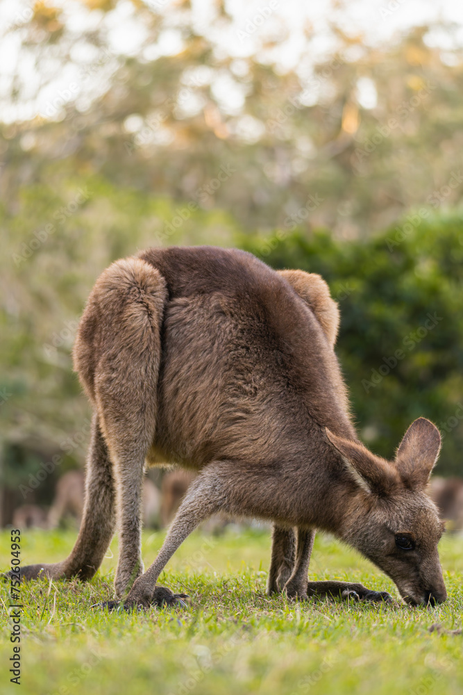 Portrait of a kangaroo eating grass in the park Portrait of a kangaroo eating grass in the park