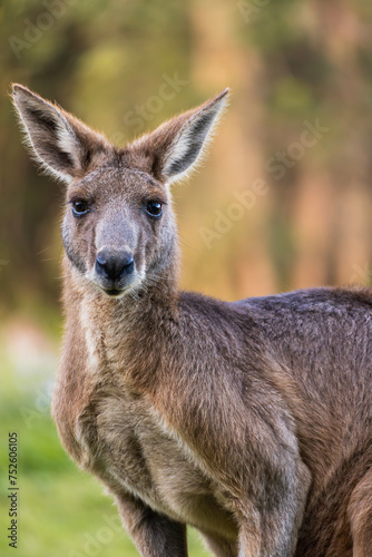 Close-up of an adult kangaroo staring at camera in Coombabah Park, Queensland, Australia photo