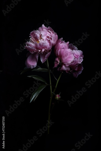 Beautiful pink peony flowers before a dark background