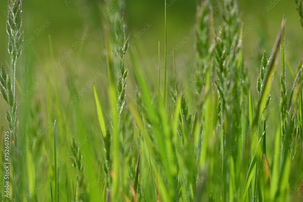  green meadow, lush greenery, in the style of minimalism closeup juicy meadow greens, spikelets