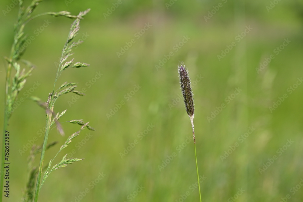  green meadow, lush greenery, in the style of minimalism closeup juicy meadow greens, spikelets