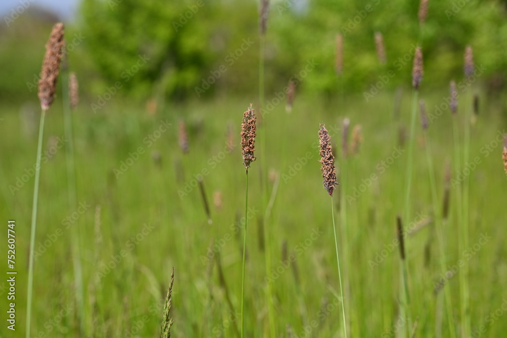 green meadow, lush greenery, in the style of minimalism closeup juicy meadow greens, spikelets green meadow, lush greenery, in the style of minimalism closeup juicy meadow greens, spikelets