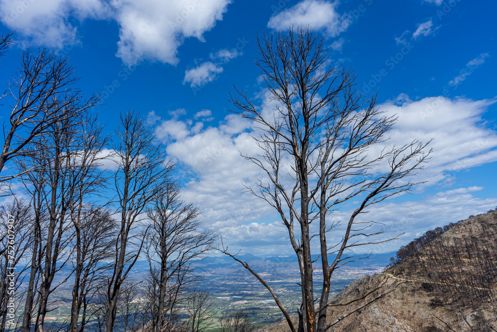 Burnt forest on trail to the peak Mijas, Malaga, Spain Burnt forest on trail to the peak Mijas, Malaga, Spain