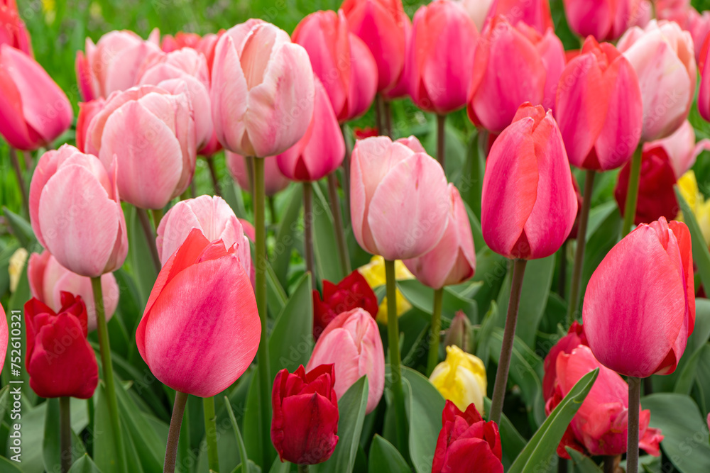 Various tone pink tulips flowers close up with green leaves blooming in a meadow, park, outdoor. Tulips field, nature, spring, floral background. Various tone pink tulips flowers close up with green leaves blooming in a meadow, park, outdoor. Tulips field, nature, spring, floral background.