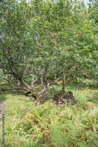 Sun and shadows in Glenborrodale Nature Reserve photo