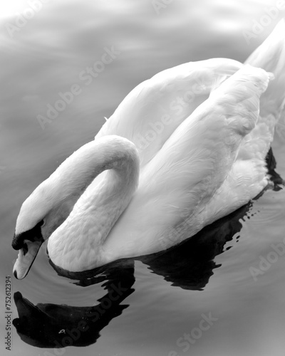swan on the lake