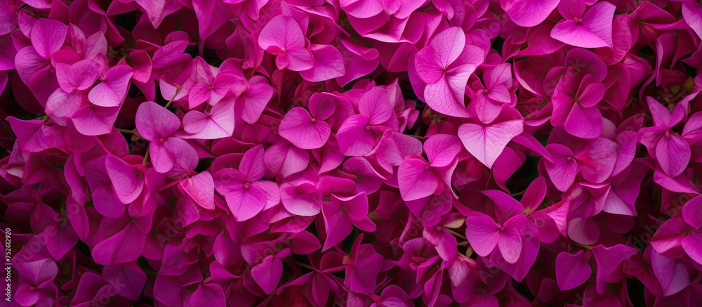 A close-up view of a bunch of vibrant purple flowers, known as Majestic Magenta Bougainville, showcasing their stunning beauty and intricate details. The flowers are clustered together, creating a - obrazy, fototapety, plakaty 