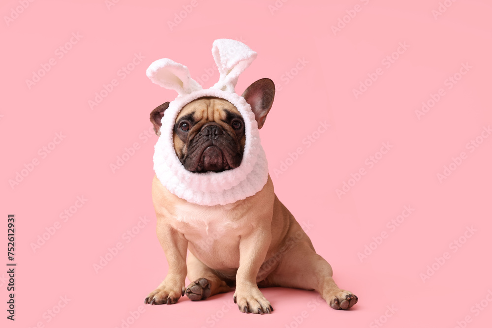 Cute French bulldog in bunny costume on pink background. Easter celebration