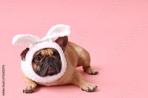 Cute French bulldog in bunny costume on pink background. Easter celebration © Pixel-Shot
