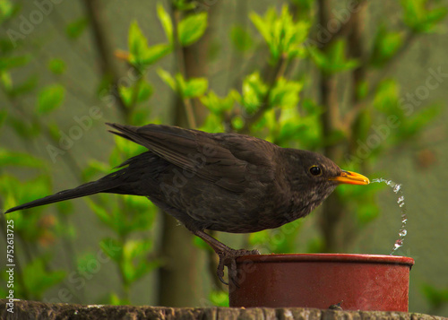 Amsel trinkt Wasser photo