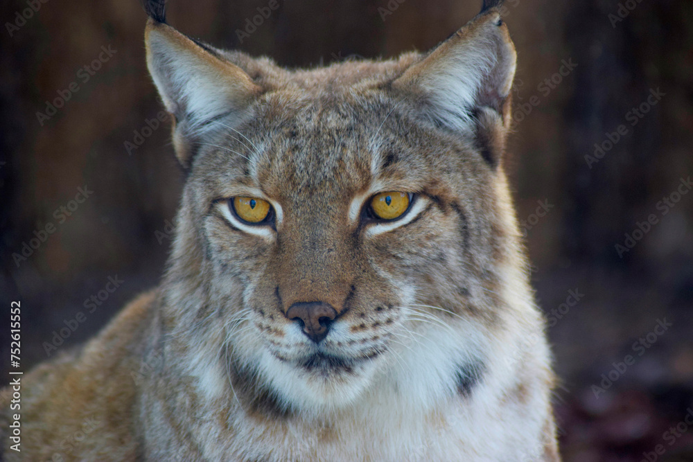 Eye of the Predator: Capturing the Essence of a Lynx in Close Proximity Eye of the Predator: Capturing the Essence of a Lynx in Close Proximity