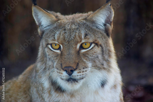 Eye of the Predator: Capturing the Essence of a Lynx in Close Proximity