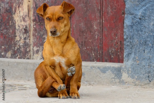 Small female dog, mixed breed, sitting in yoga position, Quinua, Huamanga province, Peru, South America photo