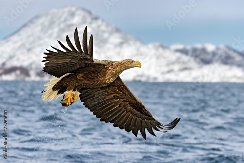 Ein fliegender Seeadler hat gerade einen Fisch aus dem Fjord gefangen und haelt ihn in den Faengen vor verscheiter Berglandschft auf den Vesteralen photo