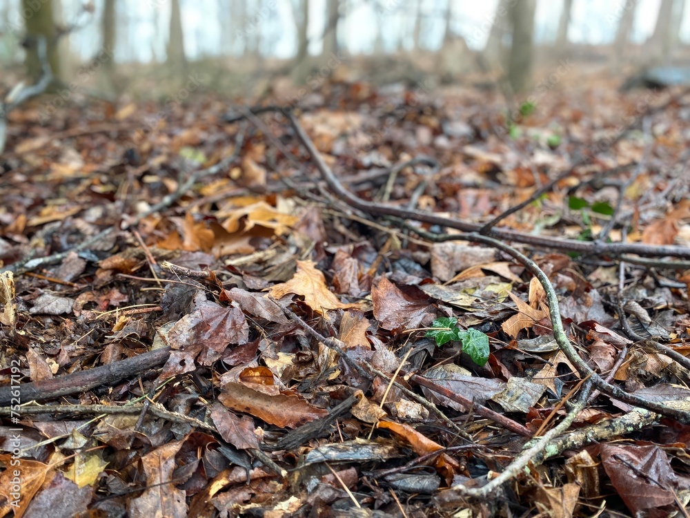 Forest floor debris winter late autumn