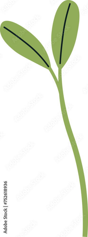 Beet Plant Sprout