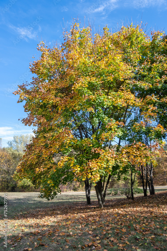 Naklejka premium Autumn view of South Park in city of Sofia, Bulgaria