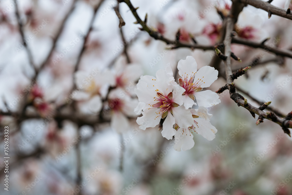 Delicate almond flowers bloom with white petals and vibrant anthers, capturing the essence of spring against a soft-focused floral backdrop. Delicate almond flowers bloom with white petals and vibrant anthers, capturing the essence of spring against a soft-focused floral backdrop.