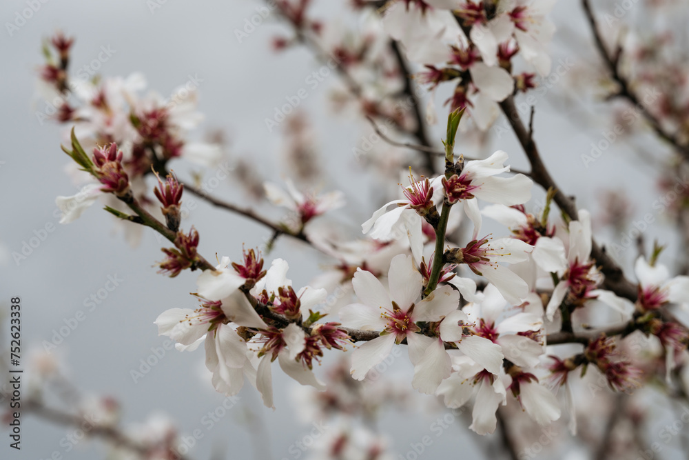 Almond tree branches laden with clusters of white blossoms, each petal opening to the spring air with reddish accents at their center. Almond tree branches laden with clusters of white blossoms, each petal opening to the spring air with reddish accents at their center.