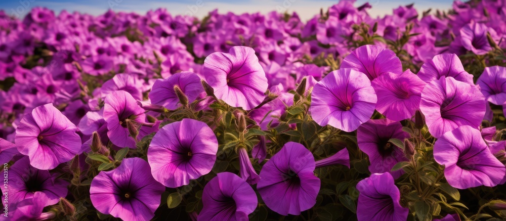 A vast field of stunning purple petunias stretches towards the horizon, with a clear blue sky as the backdrop. The vibrant flowers stand out against the serene background, creating a beautiful natural