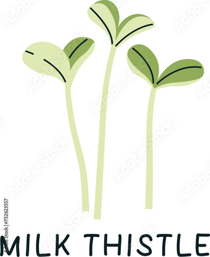 Milk Thistle Sprouts Microgreen