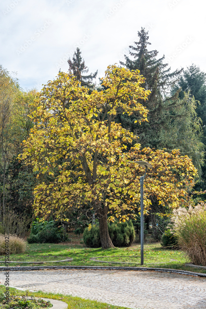 Naklejka premium Autumn view of South Park in city of Sofia, Bulgaria