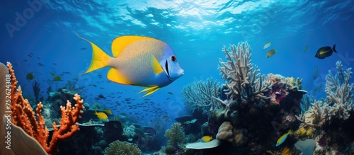 A large group of various species of fish, including queen angelfish, swimming over a vibrant Caribbean coral reef. The colorful fish move gracefully among the coral formations in their natural habitat