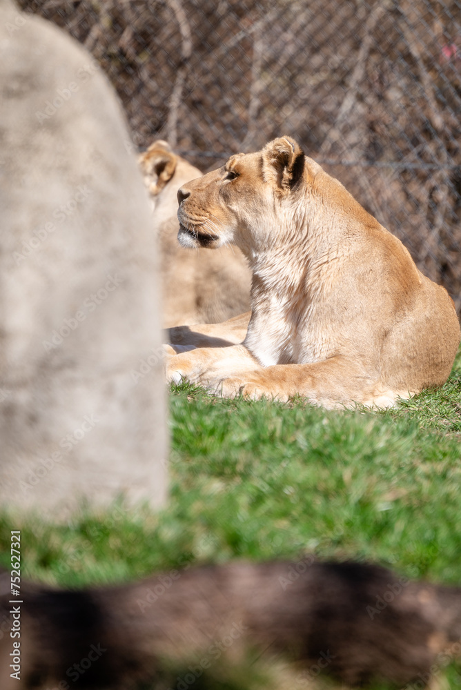 Fototapeta premium Lion at the Indianapolis Zoo laying on the grass