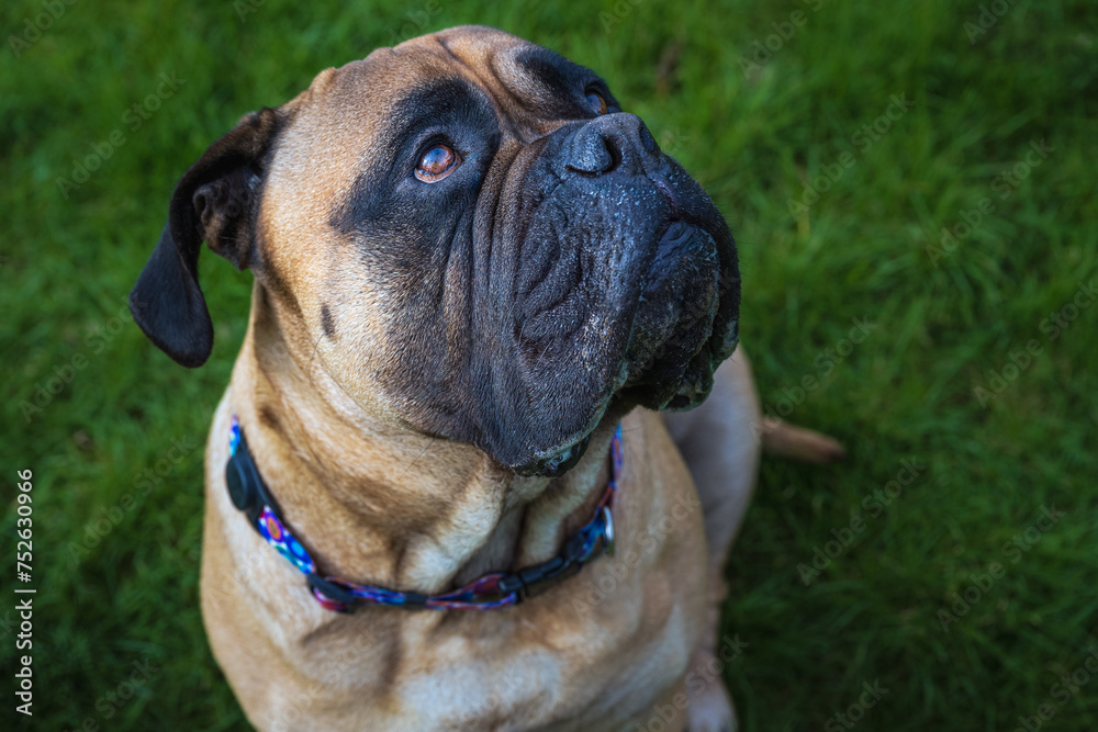2024-03-06 A CLOSE UP OF A BULLMASTIFF LOOKING UP AND TO THE RIGHT WITH A BRIGHT EYE AND A LUSH GREEN BACKGROUND ON MERCER ISLAND WASHINGTON