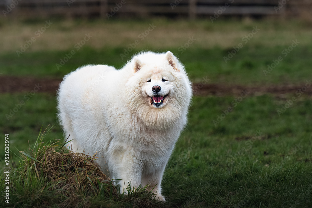 2024-03-04 A LARGE OLDER WHITE SAMOYED DOG STANDING IN A GRASS FIELD AT THE OFF LEASH DOG AREA AT THE MARYMOOR PARK IN REDMOND WASHINGTON 2024-03-04 A LARGE OLDER WHITE SAMOYED DOG STANDING IN A GRASS FIELD AT THE OFF LEASH DOG AREA AT THE MARYMOOR PARK IN REDMOND WASHINGTON