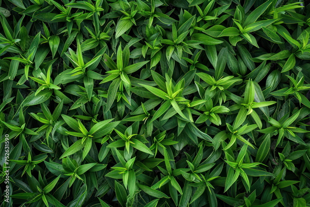 green grass background green grass background