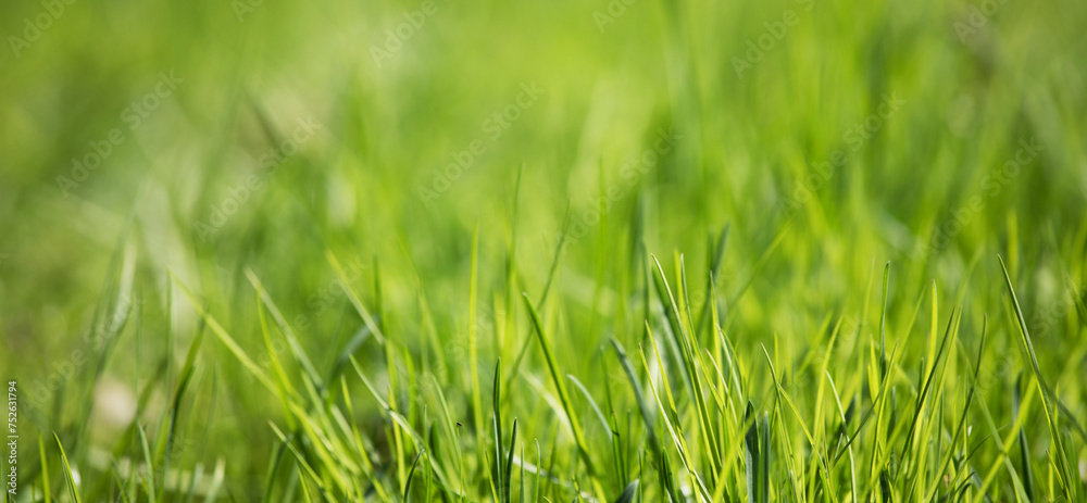 green grass macro close up green grass macro close up