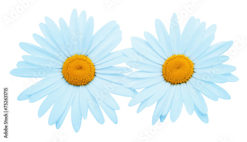 Two blue daisy head flower isolated on white background. Flat lay, top view. Floral pattern, object