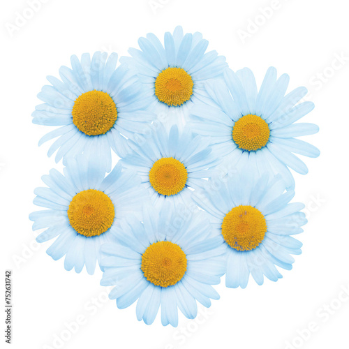 Blue daisy flowers bouquet isolated on white background. Flat lay  top view. Floral pattern  object