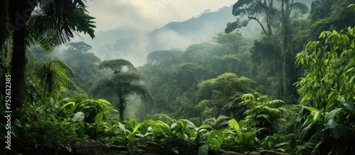 A misty morning or day in a humid rainforest filled with a dense collection of lush green trees and foliage. The forest exudes a vibrant and lively atmosphere, with the mist adding a mystical touch to