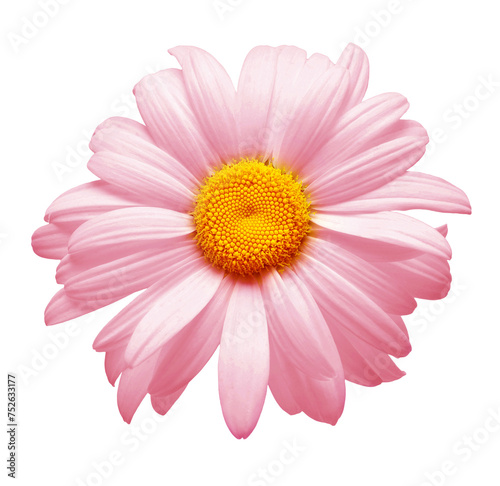 One pink daisy flower isolated on white background. Flat lay  top view. Floral pattern  object
